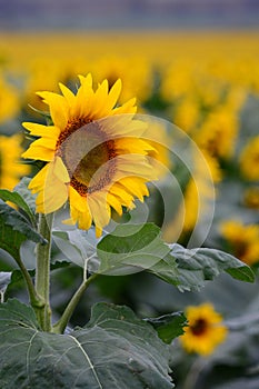 Sunflower in a crop in rural Australia