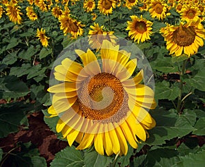 Sunflower Crop in West Texas