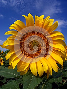 Sunflower Crop in West Texas