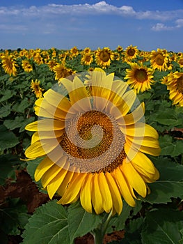 Sunflower Crop in West Texas