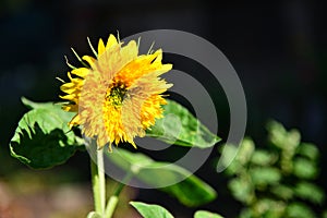 Sunflower on a dark background close-up.
