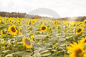 Sunflower on dark background. Shallow depth of field. Toned.