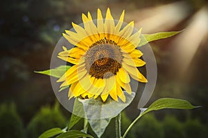Sunflower on dark background. Shallow depth of field. Toned.