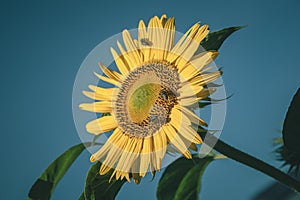 Sunflower on dark background. Shallow depth of field. Toned.