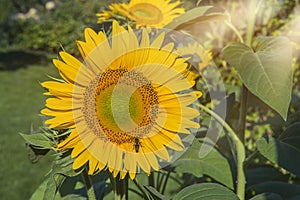 Sunflower on dark background. Shallow depth of field. Toned.