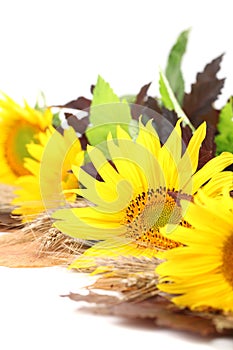 Sunflower decoration on white background