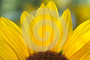 Sunflower detail photo
