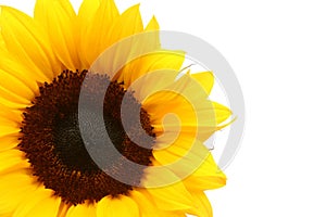 Sunflower detail over white
