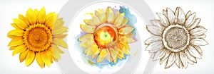 Sunflower, different styles, vector drawing, icon set