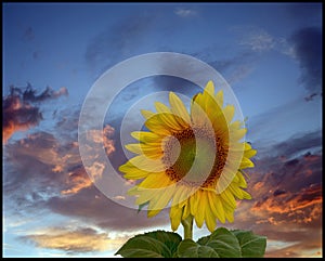 Sunflower on dramatic sky