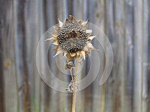 Withered sunflower isolated at timber fence blurred background photo