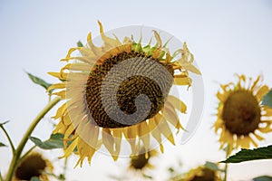 Sunflower of dries at sky