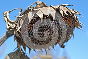 The sunflower droop