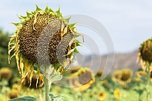 Sunflower Droop