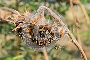 Sunflower droop