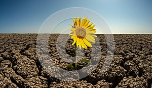 Girasol sobre el seco desierto 