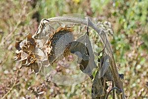 Sunflower Dying