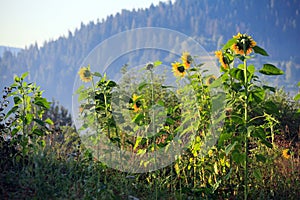 Sunflower on an early morning in a field in Carpatians