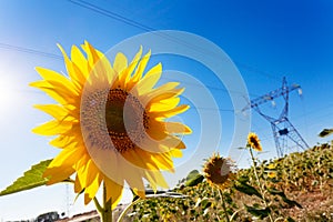 Sunflower and Electric Power