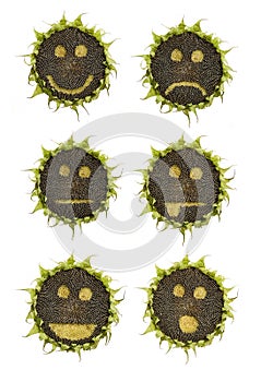 Sunflower emoticons
