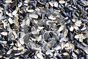 Sunflower empty seed shells