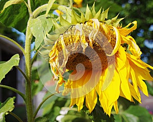A sunflower at the end of season