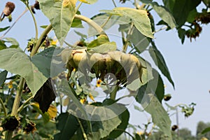 Sunflower at the end of Summer