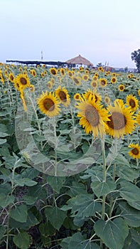 sunflower
