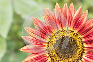 Sunflower with exotic colorful in farm, close up