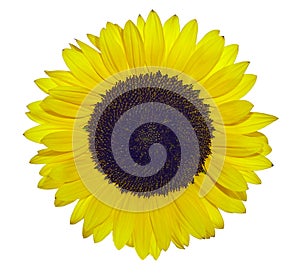 Sunflower exposed to white background
