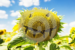 Sunflower face