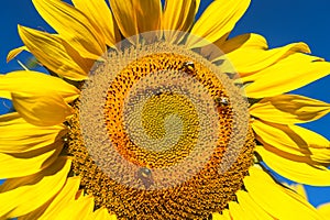 Sunflower Face with Three Bees Gathering Pollen