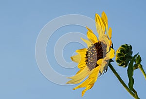 Sunflower facing inward