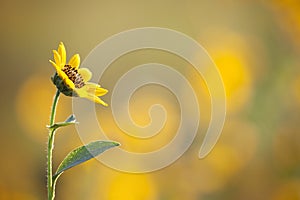 Sunflower facing inward