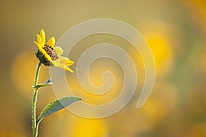 Sunflower facing inward photo