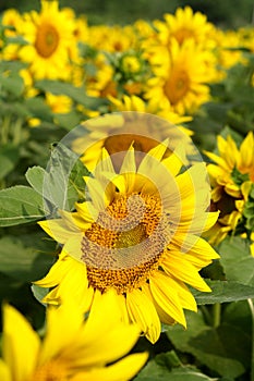 Sunflower farm