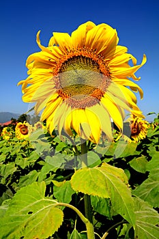 Sunflower in farm