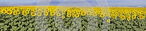 Sunflower Farm, Colorado