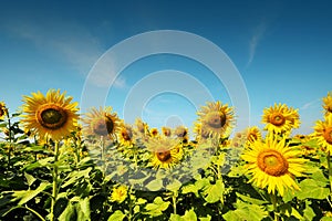 Sunflower farm with day light and blue sky