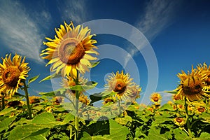 Sunflower farm with day light and blue sky