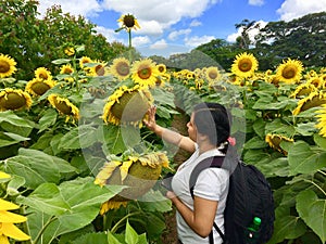 Sunflower farm in Esquipulas, Guatemala photo