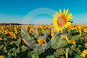 Sunflower on a farm field, against the blue sky sunny morning, looks at the sun. Commercial blank for packaging and advertising.