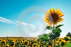 Sunflower on a farm field, against the blue sky sunny morning, looks at the sun. Commercial blank for packaging and advertising.