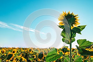 Sunflower on a farm field, against the blue sky sunny morning, looks at the sun. Commercial blank for packaging and advertising.