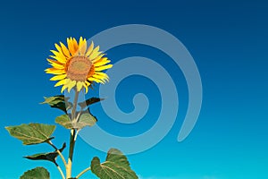 Sunflower on a farm field, against the blue sky sunny morning, looks at the sun. Commercial blank for packaging and advertising.