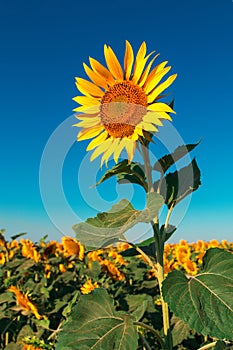 Sunflower on a farm field, against the blue sky sunny morning, looks at the sun. Commercial blank for packaging and advertising.