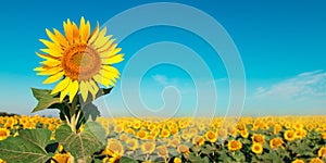 Sunflower on a farm field, against the blue sky sunny morning, looks at the sun. Commercial blank for packaging and advertising.