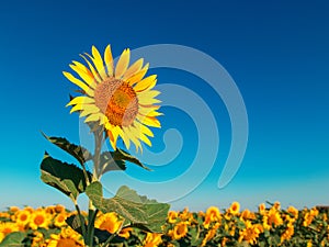 Sunflower on a farm field, against the blue sky sunny morning, looks at the sun. Commercial blank for packaging and advertising.