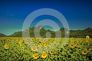 Sunflower Farm at Lopburi Province, Thailand