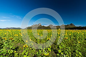 Sunflower Farm at Lopburi Province, Thailand